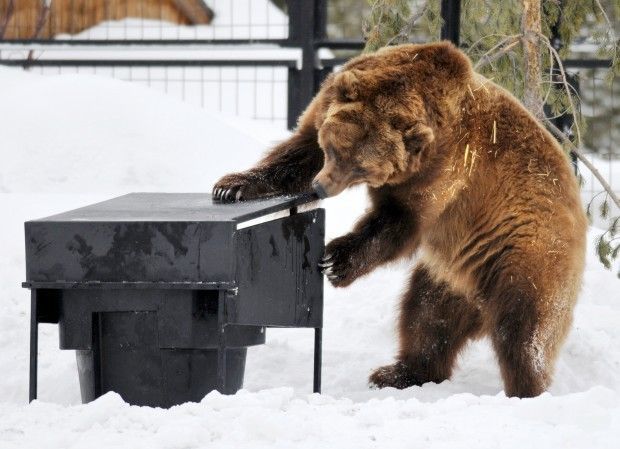 Grizzly and Wolf Discovery Center - West Yellowstone